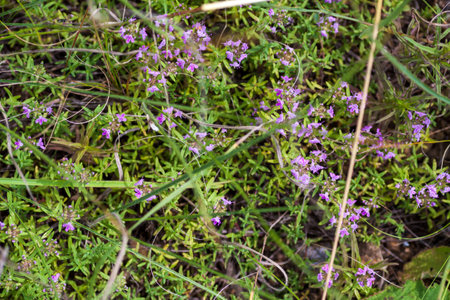 Thyme herb grows in the garden. Organic herb green thyme. Blooming thyme plant, close-up macro photography. Aromatic seasoning for cooking.の写真素材