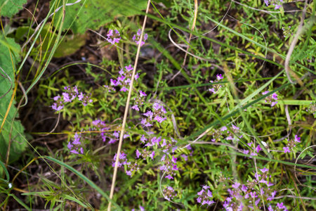 Thyme herb grows in the garden. Organic herb green thyme. Blooming thyme plant, close-up macro photography. Aromatic seasoning for cooking.の写真素材