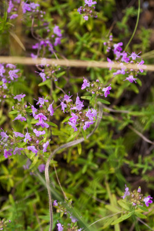 Thyme herb grows in the garden. Organic herb green thyme. Blooming thyme plant, close-up macro photography. Aromatic seasoning for cooking.の写真素材