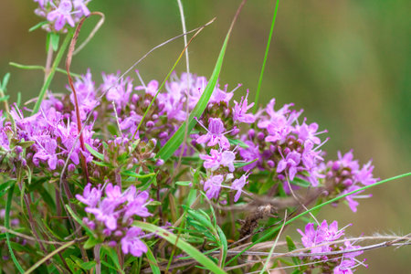 Thyme herb grows in the garden. Organic herb green thyme. Blooming thyme plant, close-up macro photography. Aromatic seasoning for cooking.の写真素材