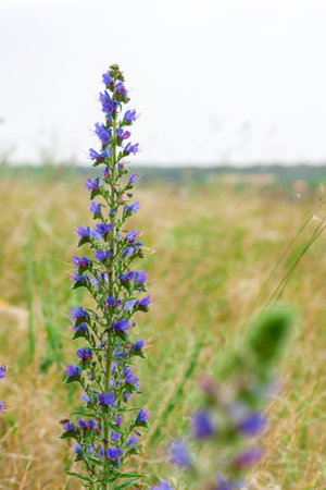 field of blooming Chamaenerion sally flowers. Purple Alpine Fireweed.の写真素材