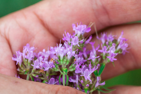 Thyme herb grows in the garden. Organic herb green thyme. Blooming thyme plant, close-up macro photography. Aromatic seasoning for cooking.の写真素材
