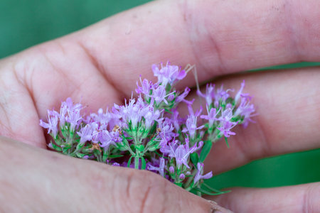Thyme herb grows in the garden. Organic herb green thyme. Blooming thyme plant, close-up macro photography. Aromatic seasoning for cooking.の写真素材