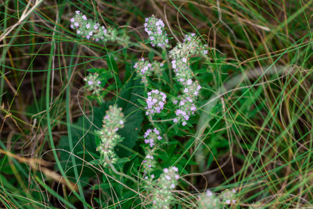 Thyme herb grows in the garden. Organic herb green thyme. Blooming thyme plant, close-up macro photography. Aromatic seasoning for cooking.の写真素材