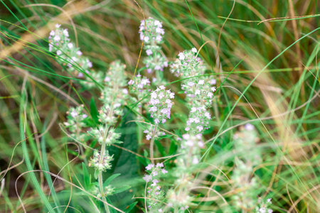 Thyme herb grows in the garden. Organic herb green thyme. Blooming thyme plant, close-up macro photography. Aromatic seasoning for cooking.の写真素材