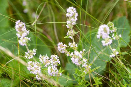 Thyme herb grows in the garden. Organic herb green thyme. Blooming thyme plant, close-up macro photography. Aromatic seasoning for cooking.の写真素材