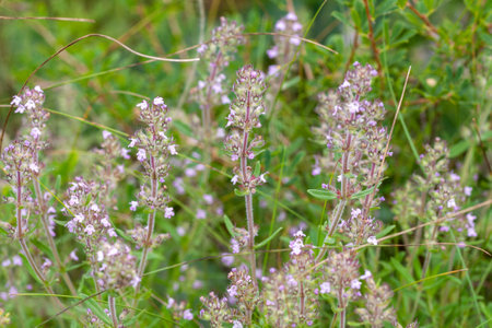 Thyme herb grows in the garden. Organic herb green thyme. Blooming thyme plant, close-up macro photography. Aromatic seasoning for cooking.の写真素材