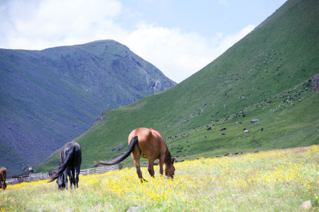 Wild horses like mustangs graze on clean alpine meadows Blooming of beautiful forest peaks, the sun...
