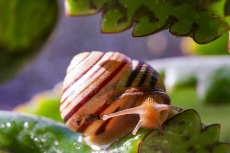 Snail on a green leaf during the monsoons on a green leaf during the monsoonsin garden. Burgundy snail, edible snail or escargot, is a species of large, edible, air-breathing land snailの写真素材