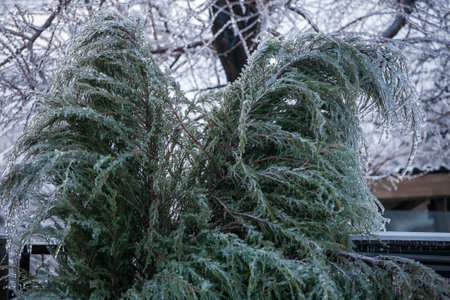 Icing in the world of branch with long green needles covered with a thin layer of ice on a winter day.の写真素材
