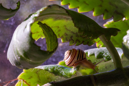 Snail on a green leaf during the monsoons on a green leaf during the monsoonsin garden. Burgundy snail, edible snail or escargot, is a species of large, edible, air-breathing land snailの写真素材