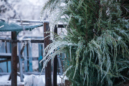 Frosty Spruce Branches.Outdoor frost scene winter background. Beautiful tree Icing in the world of plants and sunrise sky. Frosty , snowy, scenicの写真素材