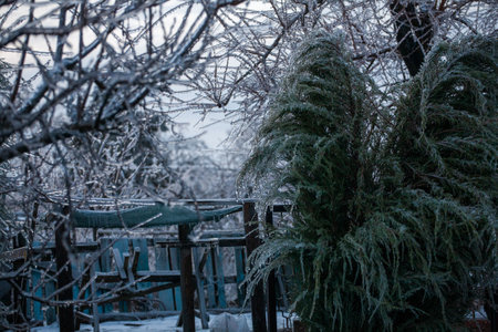 Frosty Spruce Branches.Outdoor frost scene winter background. Beautiful tree Icing in the world of plants and sunrise sky. Frosty , snowy, scenicの写真素材