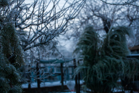 Frosty Spruce Branches.Outdoor frost scene winter background. Beautiful tree Icing in the world of plants and sunrise sky. Frosty , snowy, scenicの写真素材