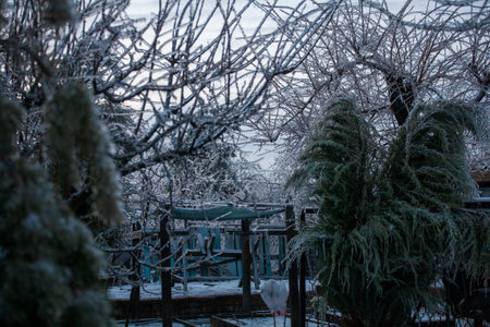 Frosty Spruce Branches.Outdoor frost scene winter background. Beautiful tree Icing in the world of plants and sunrise sky. Frosty , snowy, scenicの写真素材