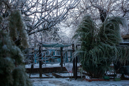Icing in the world of branch with long green needles covered with a thin layer of ice on a winter day.の写真素材