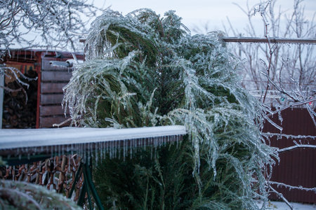 Icing in the world of branch with long green needles covered with a thin layer of ice on a winter...