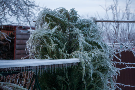 Frosty Spruce Branches.Outdoor frost scene winter background. Beautiful tree Icing in the world of plants and sunrise sky. Frosty , snowy, scenicの写真素材