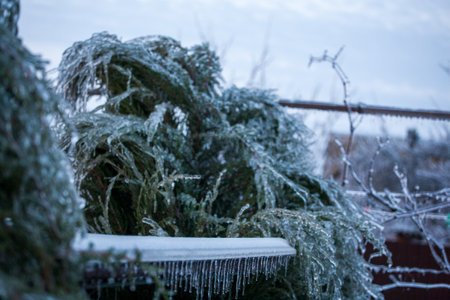 Frosty Spruce Branches.Outdoor frost scene winter background. Beautiful tree Icing in the world of plants and sunrise sky. Frosty , snowy, scenicの写真素材
