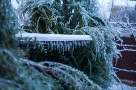 Frosty Spruce Branches.Outdoor frost scene winter background. Beautiful tree Icing in the world of...
