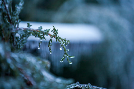 Frosty Spruce Branches.Outdoor frost scene winter background. Beautiful tree Icing in the world of plants and sunrise sky. Frosty , snowy, scenicの写真素材