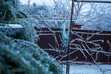 Icing in the world of branch with long green needles covered with a thin layer of ice on a winter day.の写真素材