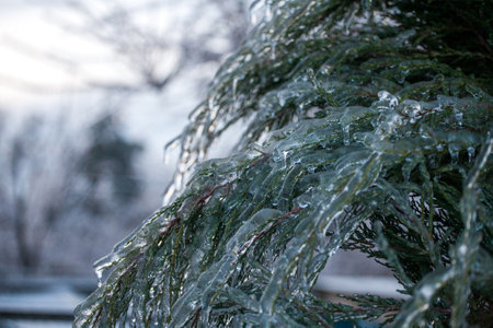 Frosty Spruce Branches.Outdoor frost scene winter background. Beautiful tree Icing in the world of plants and sunrise sky. Frosty , snowy, scenicの写真素材
