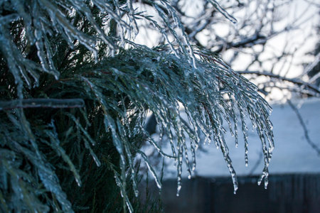 Icing in the world of branch with long green needles covered with a thin layer of ice on a winter day.の写真素材