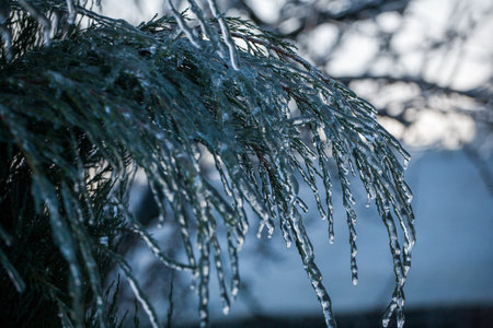 Frosty Spruce Branches.Outdoor frost scene winter background. Beautiful tree Icing in the world of...