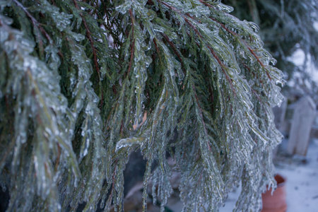 Frosty Spruce Branches.Outdoor frost scene winter background. Beautiful tree Icing in the world of plants and sunrise sky. Frosty , snowy, scenicの写真素材