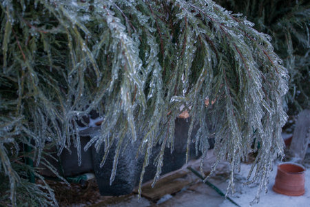 Icing in the world of branch with long green needles covered with a thin layer of ice on a winter day.の写真素材