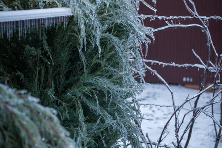 Frosty Spruce Branches.Outdoor frost scene winter background. Beautiful tree Icing in the world of plants and sunrise sky. Frosty , snowy, scenicの写真素材