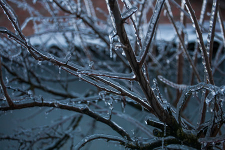 Frosty Spruce Branches.Outdoor frost scene winter background. Beautiful tree Icing in the world of plants and sunrise sky. Frosty , snowy, scenicの写真素材