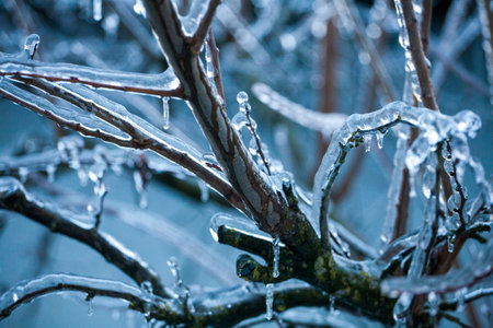 Icing in the world of branch with long green needles covered with a thin layer of ice on a winter...