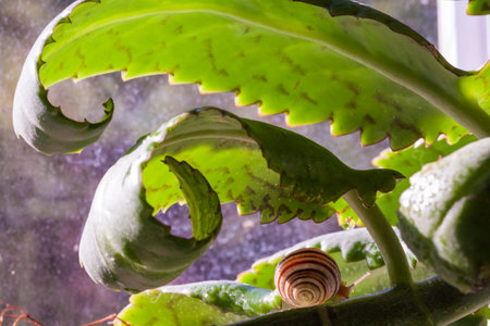 Snail on a green leaf during the monsoons on a green leaf during the monsoonsin garden. Burgundy snail, edible snail or escargot, is a species of large, edible, air-breathing land snailの写真素材