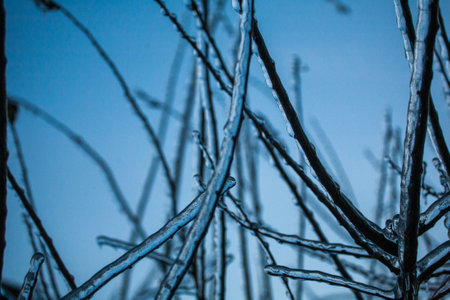 Frosty Spruce Branches.Outdoor frost scene winter background. Beautiful tree Icing in the world of plants and sunrise sky. Frosty , snowy, scenicの写真素材