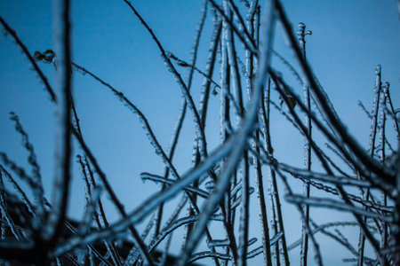 Frosty Spruce Branches.Outdoor frost scene winter background. Beautiful tree Icing in the world of plants and sunrise sky. Frosty , snowy, scenicの写真素材