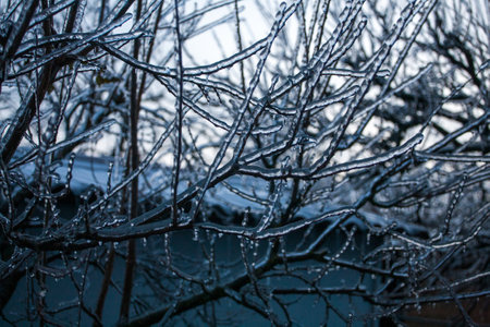 Frosty Spruce Branches.Outdoor frost scene winter background. Beautiful tree Icing in the world of plants and sunrise sky. Frosty , snowy, scenicの写真素材