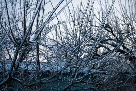Icing in the world of branch with long green needles covered with a thin layer of ice on a winter day.の写真素材