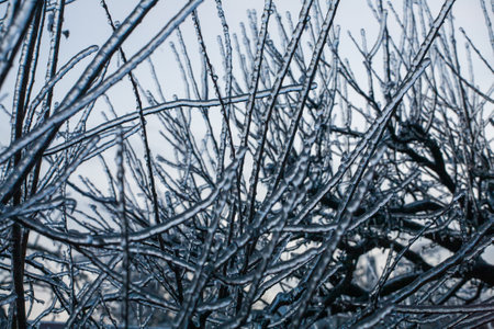 Frosty Spruce Branches.Outdoor frost scene winter background. Beautiful tree Icing in the world of plants and sunrise sky. Frosty , snowy, scenicの写真素材