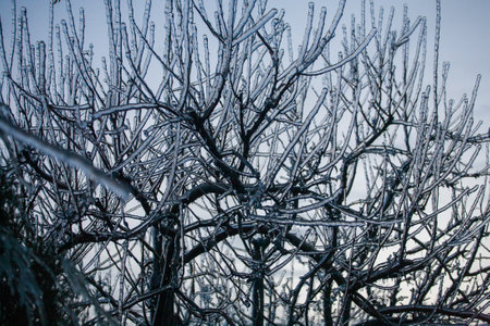 Icing in the world of branch with long green needles covered with a thin layer of ice on a winter day.の写真素材