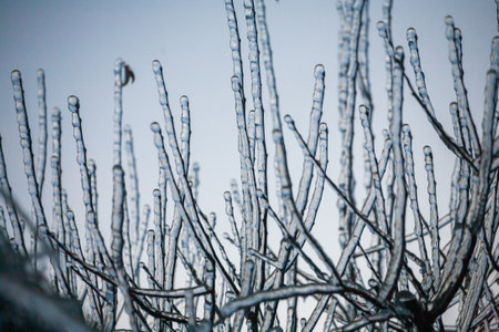 Frosty Spruce Branches.Outdoor frost scene winter background. Beautiful tree Icing in the world of plants and sunrise sky. Frosty , snowy, scenicの写真素材