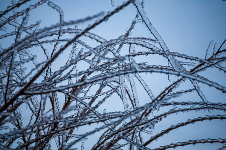 Frosty Spruce Branches.Outdoor frost scene winter background. Beautiful tree Icing in the world of plants and sunrise sky. Frosty , snowy, scenicの写真素材