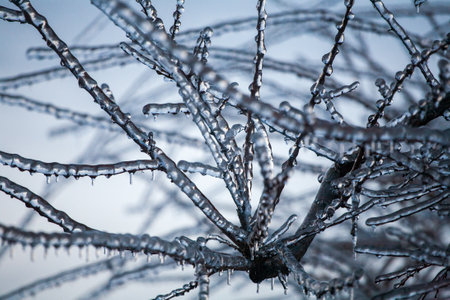 Frosty Spruce Branches.Outdoor frost scene winter background. Beautiful tree Icing in the world of plants and sunrise sky. Frosty , snowy, scenicの写真素材