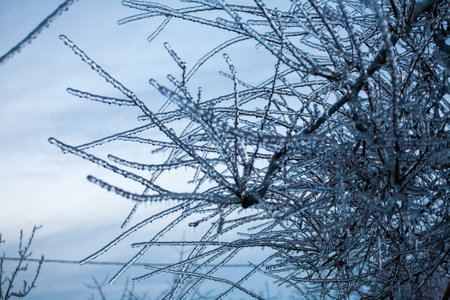 Frosty Spruce Branches.Outdoor frost scene winter background. Beautiful tree Icing in the world of plants and sunrise sky. Frosty , snowy, scenicの写真素材