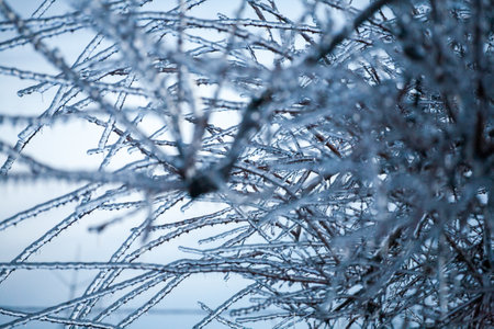 Frosty Spruce Branches.Outdoor frost scene winter background. Beautiful tree Icing in the world of plants and sunrise sky. Frosty , snowy, scenicの写真素材