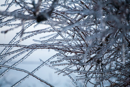 Frosty Spruce Branches.Outdoor frost scene winter background. Beautiful tree Icing in the world of plants and sunrise sky. Frosty , snowy, scenicの写真素材