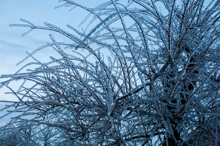 Icing in the world of branch with long green needles covered with a thin layer of ice on a winter day.の写真素材