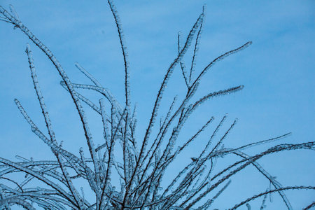 Frosty Spruce Branches.Outdoor frost scene winter background. Beautiful tree Icing in the world of plants and sunrise sky. Frosty , snowy, scenicの写真素材
