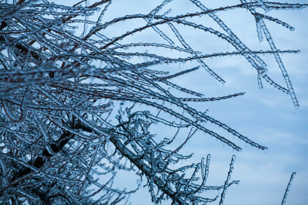 Frosty Spruce Branches.Outdoor frost scene winter background. Beautiful tree Icing in the world of plants and sunrise sky. Frosty , snowy, scenicの写真素材